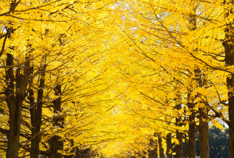 鮮やかな黄色に色づいた銀杏並木