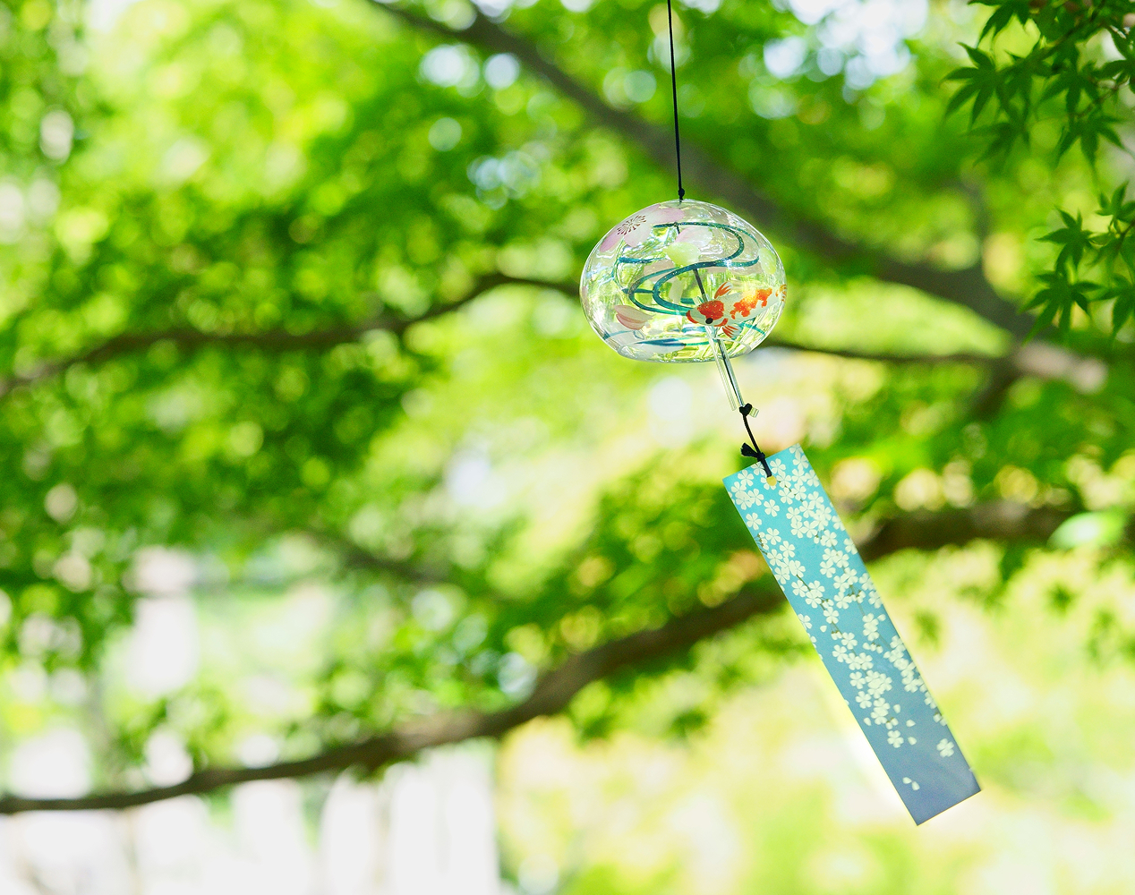 新緑の中に揺れる風鈴。風鈴は透明なガラス製で桜と錦鯉が描かれている。