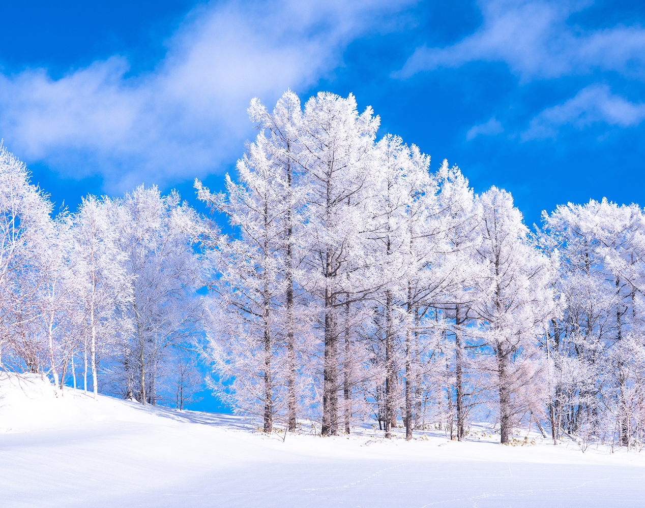 青空が広がる雪原と枝に雪が降り積もっている木々。